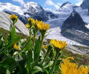 Climate changes the distribution of plants and animals