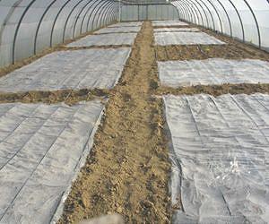 Bio-Disinfection With Semi-Composted Manure