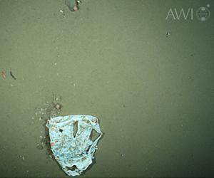 Biologists record increasing amounts of plastic litter in the Arctic deep sea