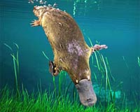 Platypus Genome Sequenced, Unlocking Secrets Of Evolution