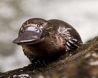 First population-scale sequencing project explores platypus history