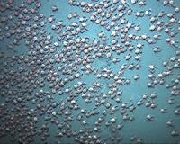 Video captures swarming red crabs