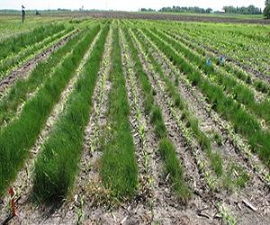 Saving The Soil And Maintaining Corn Yields