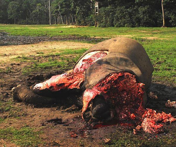 Poachers kill five elephants in Chad