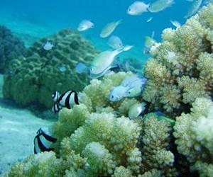Less is more for reef-building corals