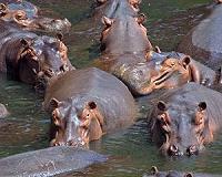 Hippo excrement triggering fish kills in African rivers