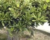 Philippines foils tree smugglers