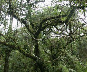 Researchers identify genetic fingerprints of endangered conifers