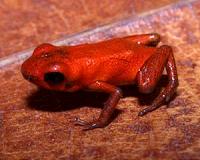 Mothering poison frog in Madagascar helps scientists study the maternal brain