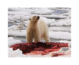 Russia charges Greenpeace activists in polar bear protest