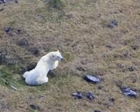 Polar Bear-Climate Connection