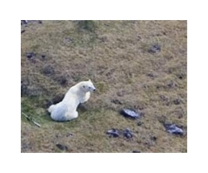 Polar bears near shore as ice vanishes