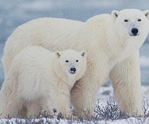 Canada bolsters protection of polar bears