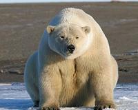 First global review on the status, future of Arctic marine mammals