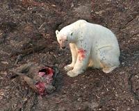 Study explains why polar bears are fat yet healthy