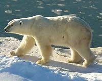 Curbing climate change needed to save polar bear: Norway