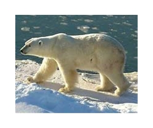 Polar Bears Still on Thin Ice