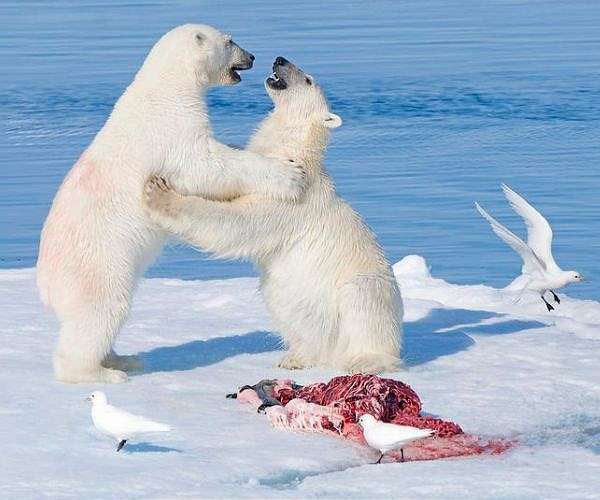 Polar bears bulk up despite melting Norwegian Arctic: study