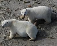 Polar bears crowd on Russian island in sign of Arctic change