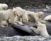 'Invasion' of polar bears in Russian Arctic over