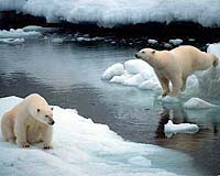 Greenland To Set Quotas On Polar Bear Hunt, But Allow Tourist Hunt