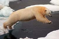 Russo-US pact on polar bear protection comes into effect