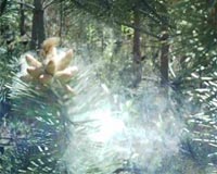 Pollen Alert