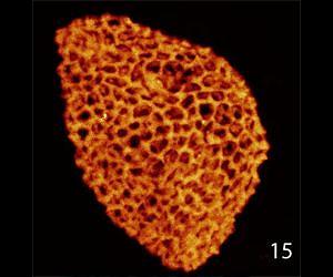 New fossils push the origin of flowering plants back by 100 million years to the early Triassic