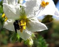 Threat posed by 'pollen thief' bees uncovered