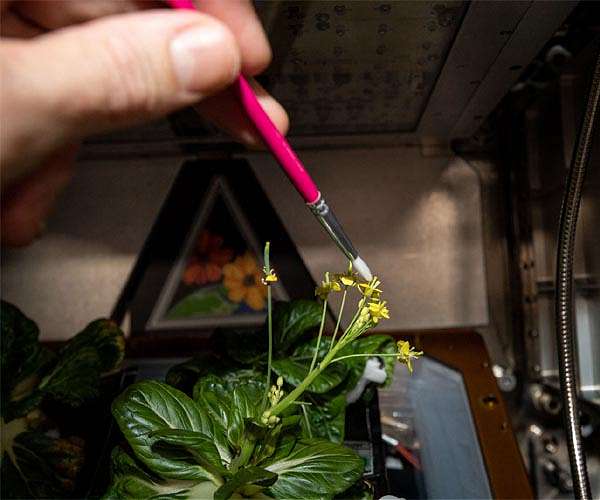 NASA astronaut paints a picture of success growing plants in space