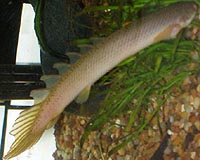 Dinosaur eel points to body armour of the future