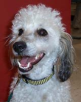 Poodle Cloned In South Korea