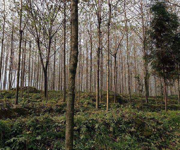 Storing carbon through tree planting, preservation costs more than thought