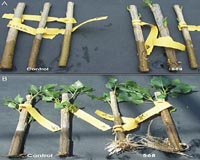 Scientists Identify Bacteria That Increase Plant Growth