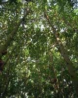The First Tree Genome Holds Promise As Renewable Bioenergy Resource