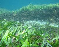 Loss of posidonia reduces CO2 storage; may contribute to gas emissions