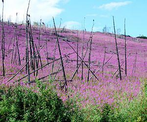 Boreal Forests in Alaska Becoming More Flammable