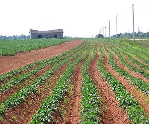 Crop diversity myths persist in media