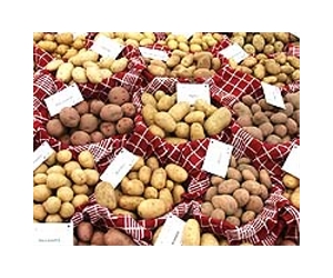 EU summons BASF over 'illegal' potatoes in Swedish field