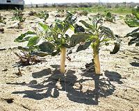 Summer drought may shrink supplies of French spuds