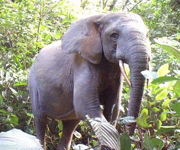 Elephants are not people, US judges say