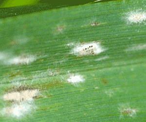 Research offers means to detoxify mycotoxin-contaminated grain intended for ethanol, animal feed