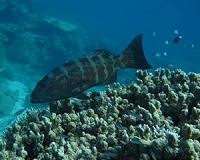 Fishing impacts on the Great Barrier Reef