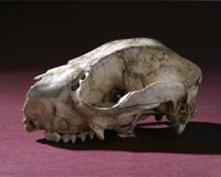 Humans Involved In Prehistoric Animal Extinctions