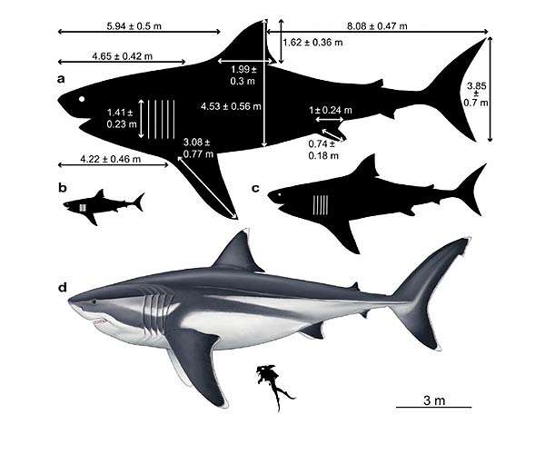 Great white sharks may have contributed to megalodon extinction