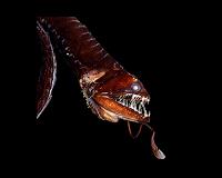 A surprising variety of bioluminescent ocean fish