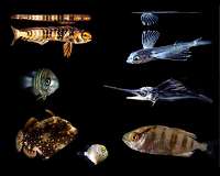 Prey-size plastics are invading larval fish nurseries