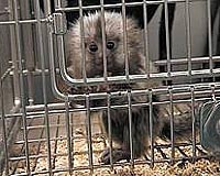 USDA report allegedly shows abuse
