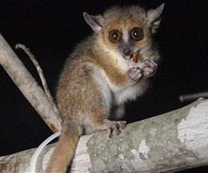 Rare find: two new species join primate club