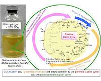 Mechanism for photosynthesis already existed in primeval microbe